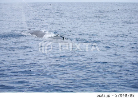 鯨　クジラ　太平洋でホエールウォッチング 57049798