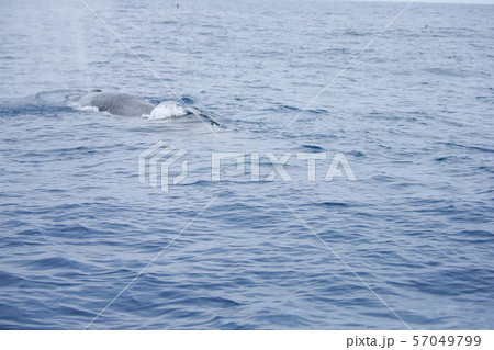 クジラ 57049799