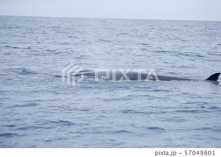 鯨　クジラ　太平洋でホエールウォッチング 57049801