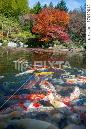 三原三景園の紅葉 三原三景園の紅葉 57049819