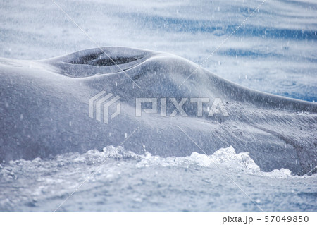 クジラ クジラ 57049850