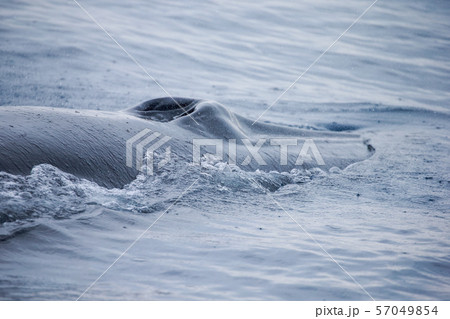 鯨 クジラ 太平洋でホエールウォッチング 鯨 クジラ 太平洋でホエールウォッチング 57049854