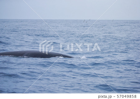 鯨　クジラ　太平洋でホエールウォッチング 57049858