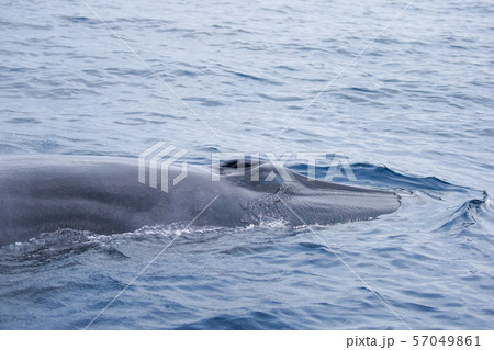 鯨　クジラ　太平洋でホエールウォッチング 57049861
