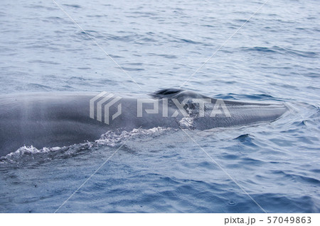 鯨 クジラ 太平洋でホエールウォッチング 鯨 クジラ 太平洋でホエールウォッチング 57049863