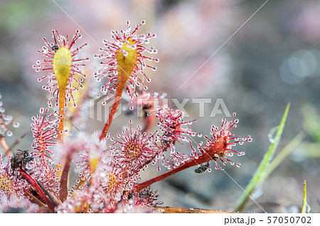 An Drosera capensis 57050702