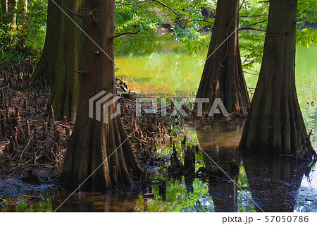 九大の森(ラクウショウ) 九大の森(ラクウショウ) 57050786