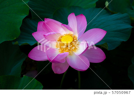 猿賀公園の蓮の花 57050967