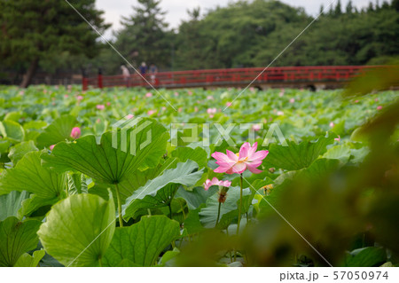 猿賀公園の蓮の花 57050974