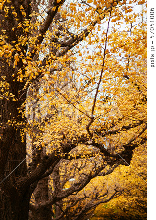 Tokyo yellow ginkgo tree street Jingu Gaien avanue Tokyo yellow ginkgo tree street Jingu Gaien avanue 57051006