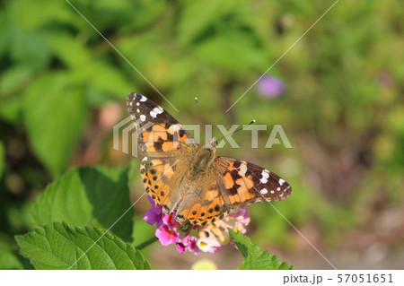 ランタナの花の蜜を吸うヒメアカタテハ 57051651