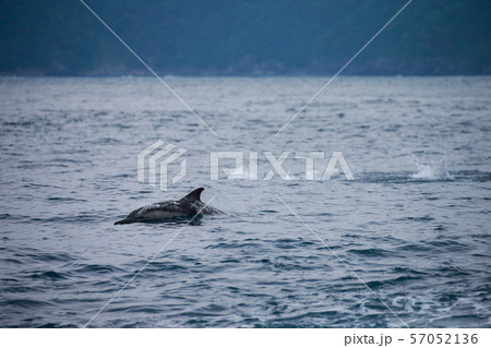 イルカ イルカ 57052136