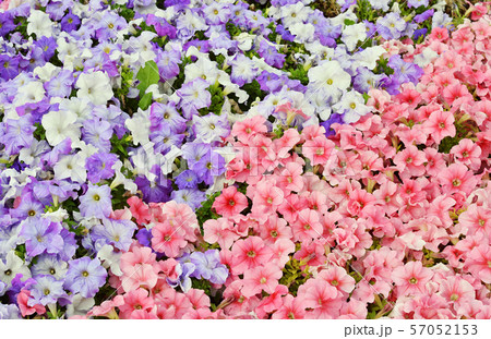 Flowering pink and purple petunia 57052153