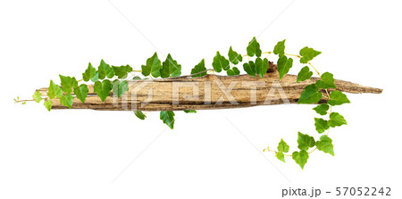 Old piece of wood enwined with ivy green leaves Old piece of wood enwined with ivy green leaves 57052242
