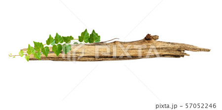 Old piece of wood enwined with ivy green leaves 57052246