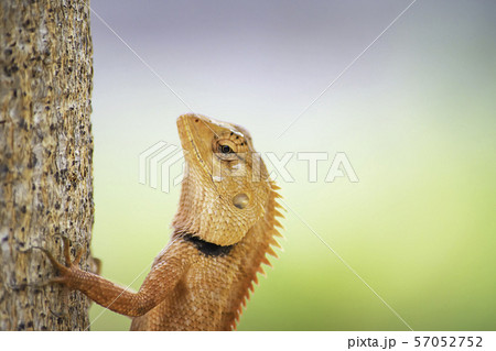 Chameleon orange on a tree Background blurred leaves. 57052752