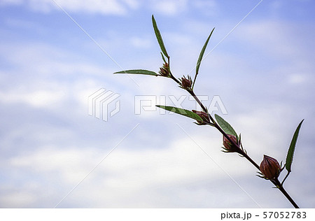 Red flowers or Hibiscus sabdariffa background blurred sky 57052783