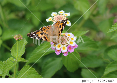 ランタナの花の蜜を吸うヒメアカタテハ 57052887