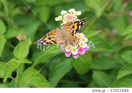 ランタナの花の蜜を吸うヒメアカタテハ 57052889