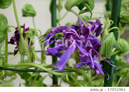 変化朝顔63 57052961