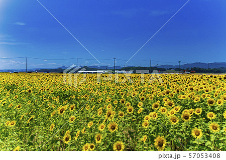 満開の向日葵 やまもとひまわり祭り 宮城山元 満開の向日葵 やまもとひまわり祭り 宮城山元 57053408