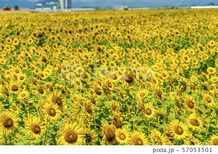 満開の向日葵　やまもとひまわり祭り　宮城山元 57053501