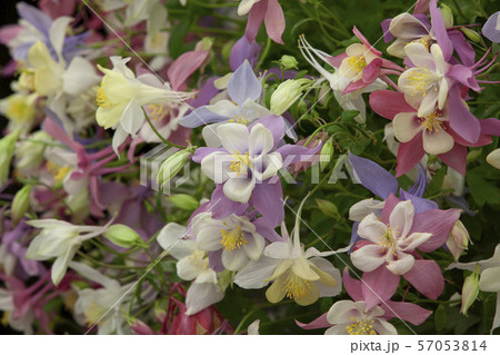love sam a flower love sam a flower 57053814
