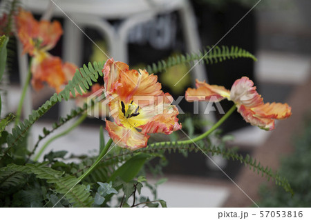 flower in the garden flower in the garden 57053816