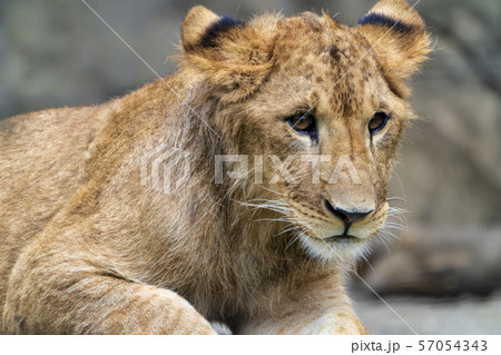 子どものライオン 子どものライオン 57054343