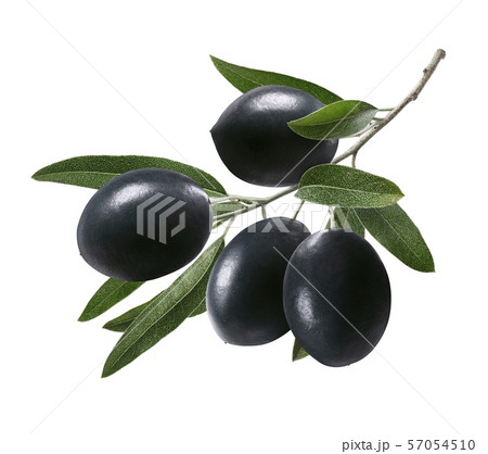 Branch of black olives with leaves isolated Branch of black olives with leaves isolated 57054510