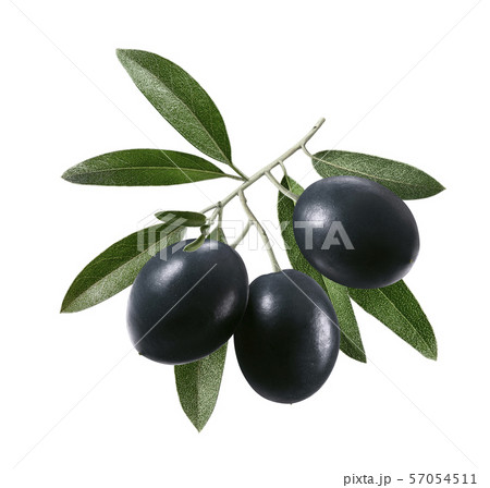Branch with ripe black olives isolated on white 57054511