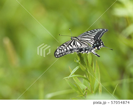 アゲハ 57054874
