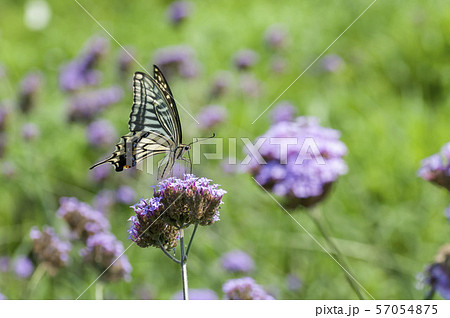 アゲハ 57054875