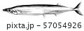 秋刀魚 57054926