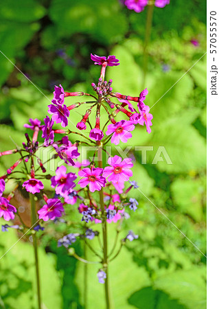 クリンソウ 57055570