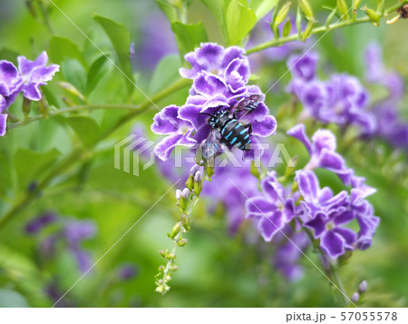 ルリモンハナバチ 57055578