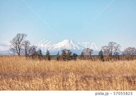 荒川河川敷から望む富士山 冬 荒川河川敷から望む富士山 冬 57055823
