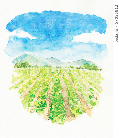 水彩風景_高原レタス 57055912