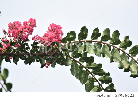 サルスベリの花 サルスベリの花 57056023