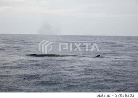 鯨 太平洋でホエールウォッチング 鯨 太平洋でホエールウォッチング 57056202
