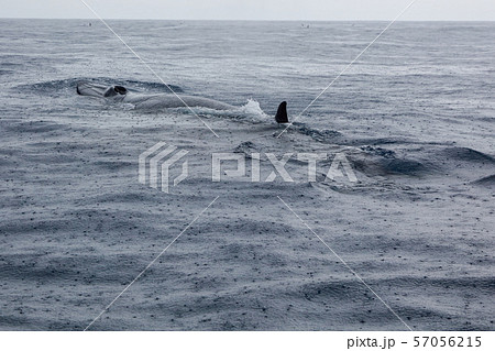 鯨　太平洋でホエールウォッチング　雨天 57056215