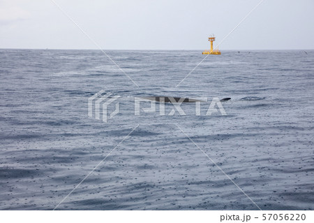 鯨　太平洋でホエールウォッチング　雨天 57056220