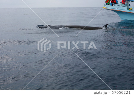 鯨　太平洋でホエールウォッチング　雨天 57056221