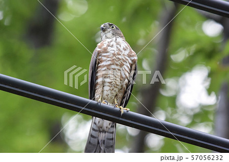 公園のツミ幼鳥 57056232