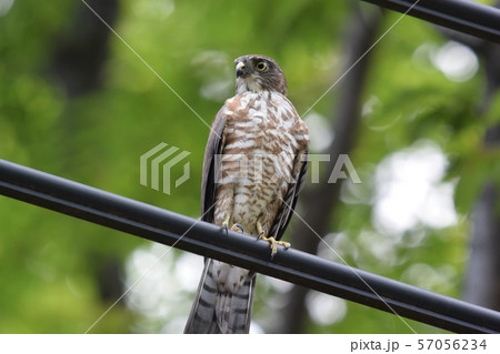 公園のツミ幼鳥 57056234
