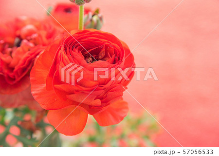 赤いラナンキュラス 57056533