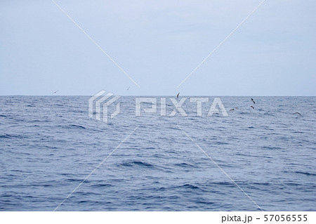 オオミズナギドリ 57056555