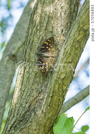 オオムラサキ オオムラサキ 57056893