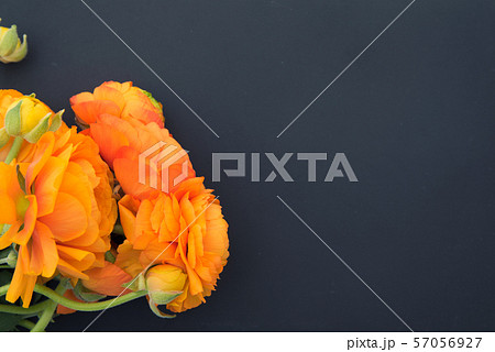 オレンジのラナンキュラス オレンジのラナンキュラス 57056927