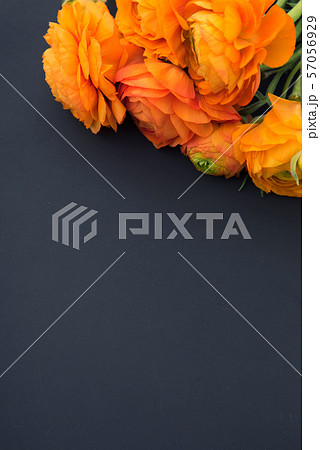 オレンジのラナンキュラス オレンジのラナンキュラス 57056929